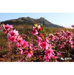 湖沟第四届桃花节盛大开幕！